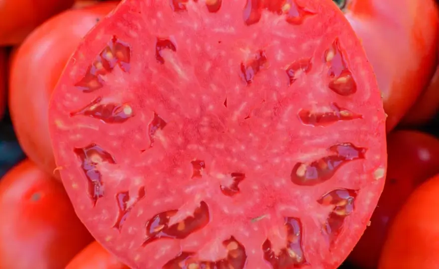 Pomidor malinowy - Najlepsze odmiany i te, których lepiej unikać