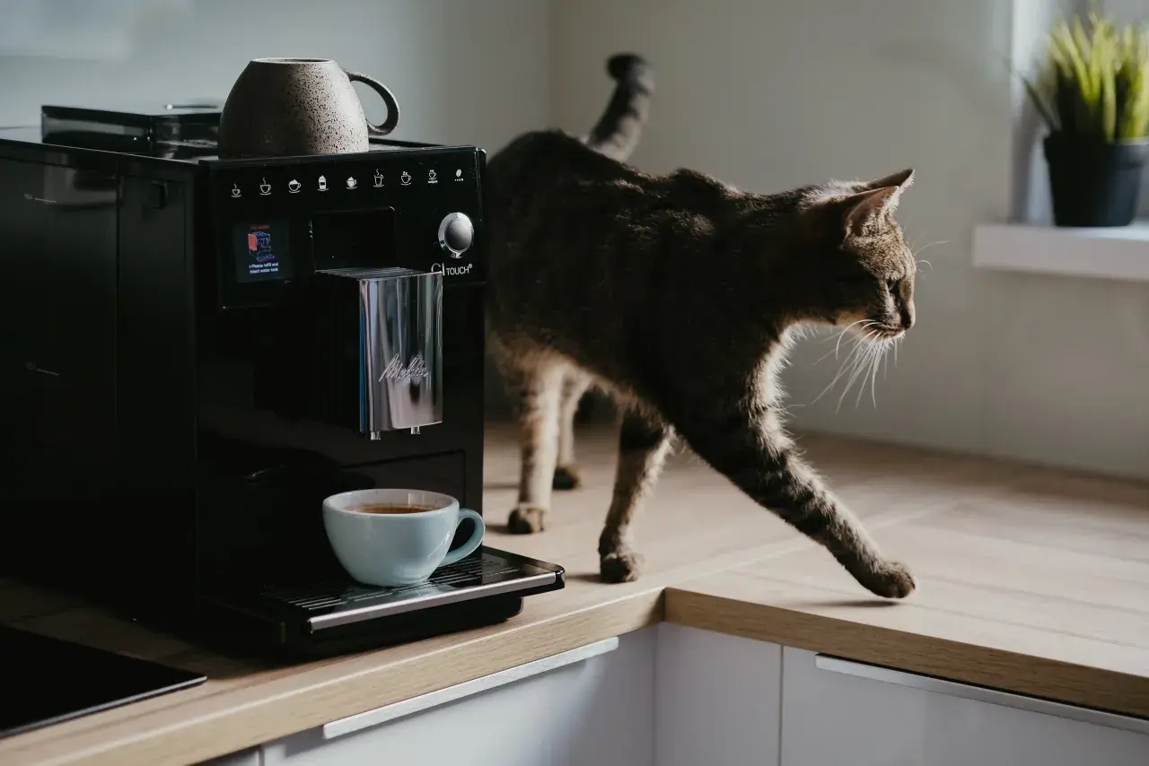 Kot obserwuje ekspres do kawy DeLonghi, który przygotowuje napój. Zastanawiasz się, ile prądu ciągnie ekspres do kawy DeLonghi?